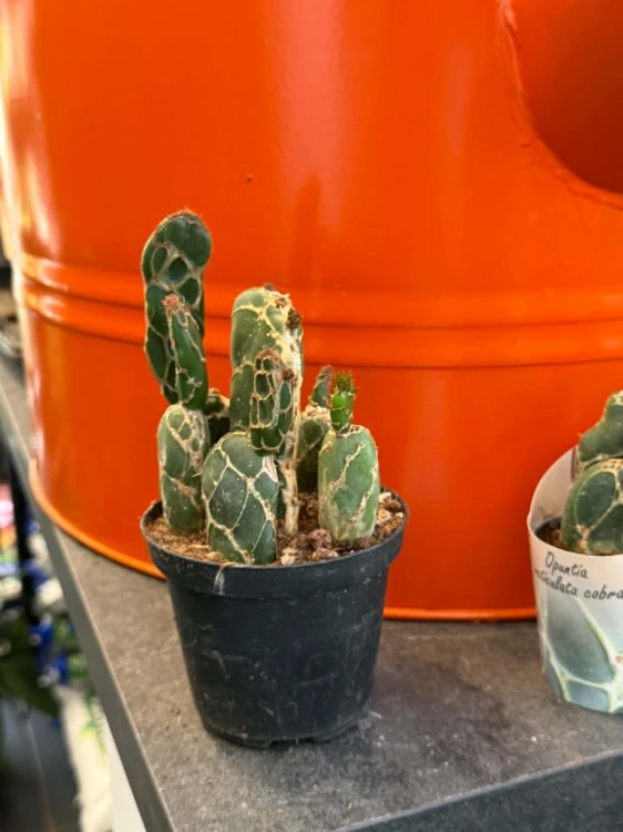 Opuncja Cobra  Opuntia zebrina f. reticulata 'Cobra'  (2).jpg