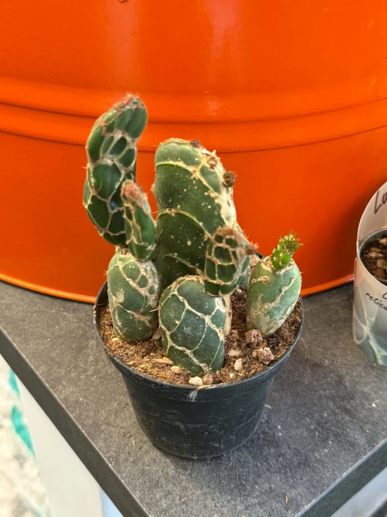 Opuncja Cobra  Opuntia zebrina f. reticulata 'Cobra'  (1).jpg