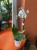 Storczyk plamisty  Phalaenopsis (1).jpeg
