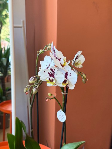 Storczyk plamisty  Phalaenopsis (2).jpeg