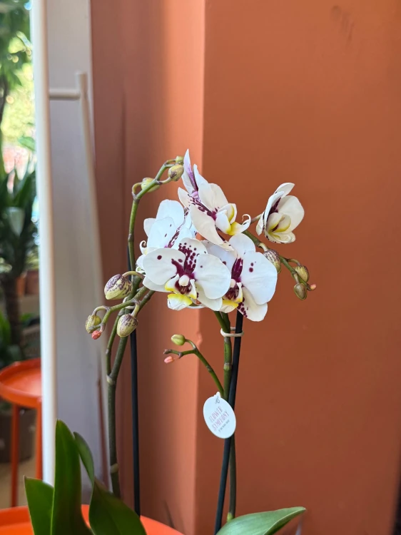Storczyk plamisty  Phalaenopsis (2).jpeg