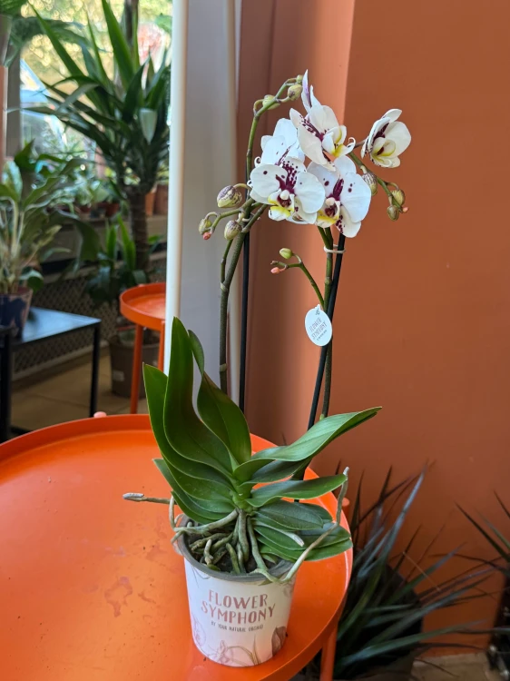 Storczyk plamisty  Phalaenopsis (3).jpeg