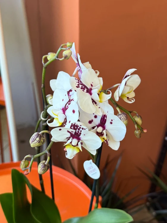 Storczyk plamisty  Phalaenopsis (4).jpeg