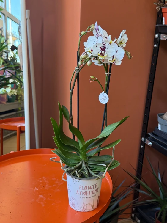 Storczyk plamisty  Phalaenopsis (5).jpeg