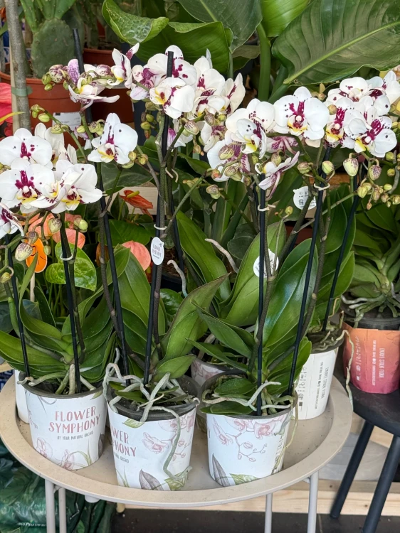 Storczyk plamisty  Phalaenopsis (6).jpeg