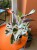 Kalatea White Fusion / Calathea White Fusion / Goeppertia lietzei 'White Fusion'