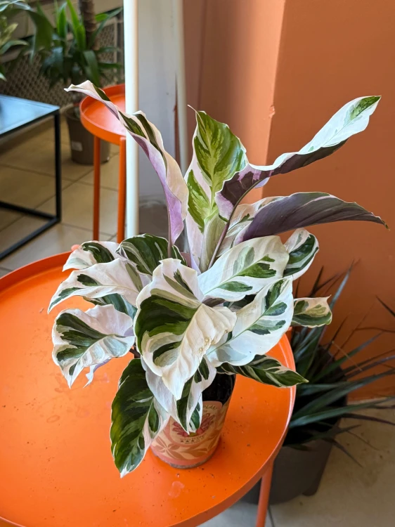 Kalatea White Fusion / Calathea White Fusion / Goeppertia lietzei 'White Fusion'