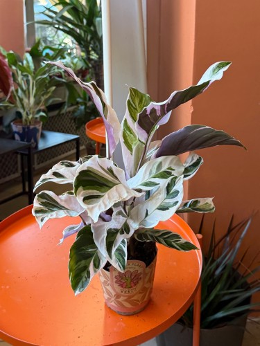 Kalatea White Fusion / Calathea White Fusion / Goeppertia lietzei 'White Fusion'