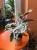 Kalatea White Fusion / Calathea White Fusion / Goeppertia lietzei 'White Fusion'