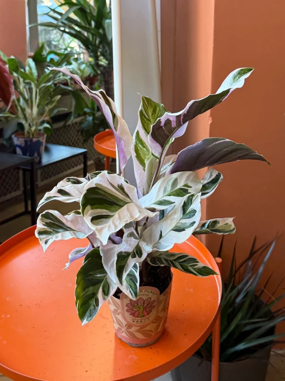 Kalatea White Fusion / Calathea White Fusion / Goeppertia lietzei 'White Fusion'