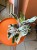 Kalatea White Fusion / Calathea White Fusion / Goeppertia lietzei 'White Fusion'