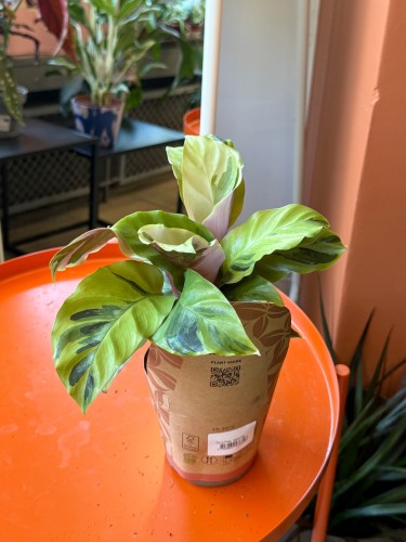 Kalatea Yellow Fusion / Calathea Yellow Fusion