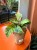 Kalatea Yellow Fusion / Calathea Yellow Fusion