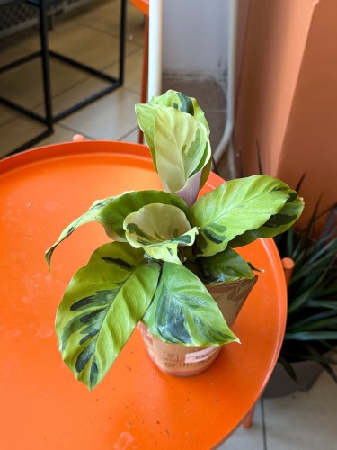 Kalatea Yellow Fusion / Calathea Yellow Fusion