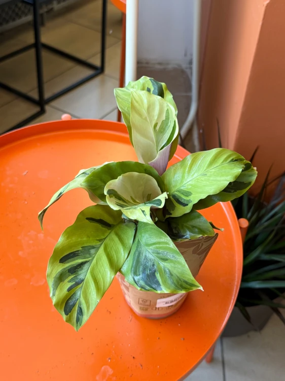 Kalatea Yellow Fusion / Calathea Yellow Fusion