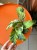 Kalatea Yellow Fusion / Calathea Yellow Fusion