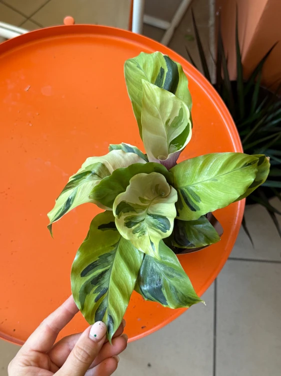 Kalatea Yellow Fusion / Calathea Yellow Fusion