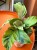 Kalatea Yellow Fusion / Calathea Yellow Fusion