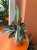 Stromanthe Triostar / Stromanthe sanguinea 'Triostar