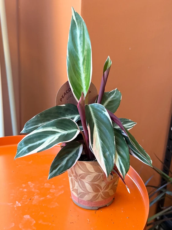 Stromanthe Triostar / Stromanthe sanguinea 'Triostar