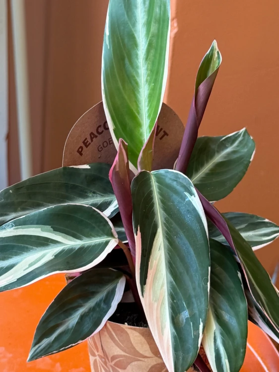 Stromanthe Triostar / Stromanthe sanguinea 'Triostar