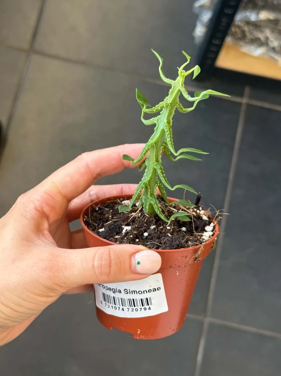 Ceropegia Simoneae / Ceropegia simoneae
