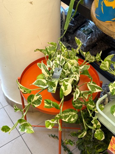 epipremnum aureum 'NJoy' wisząca doniczka (2).jpeg
