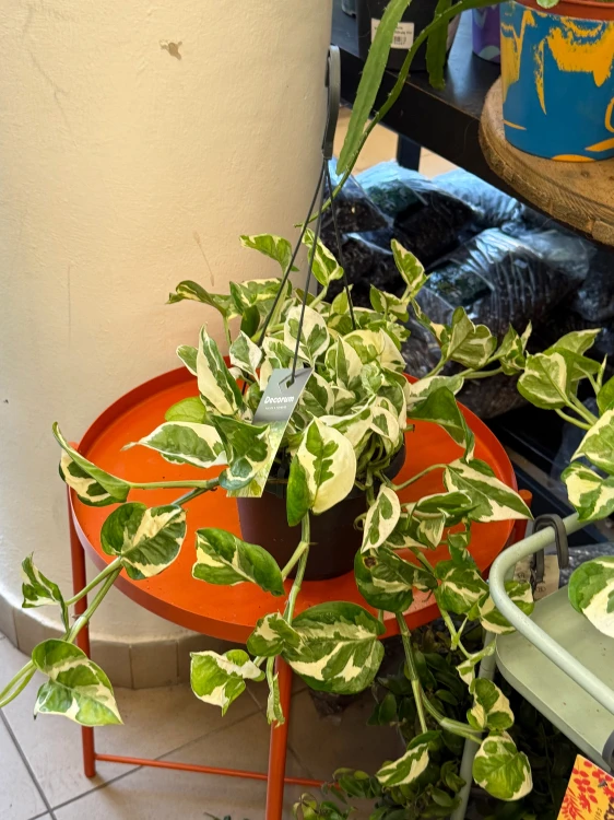 epipremnum aureum 'NJoy' wisząca doniczka (3).jpeg
