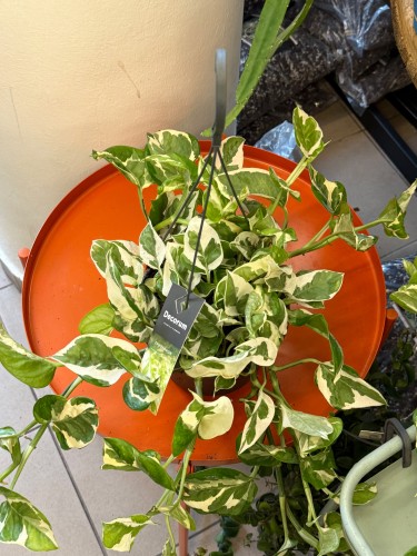 epipremnum aureum 'NJoy' wisząca doniczka (4).jpeg