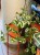 epipremnum aureum 'NJoy' wisząca doniczka (1).jpeg