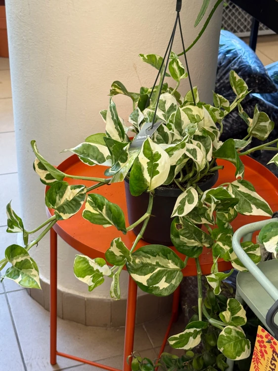epipremnum aureum 'NJoy' wisząca doniczka (1).jpeg