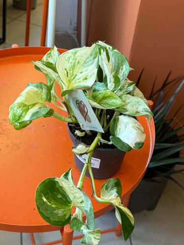 Epipremnum Manjula  Epipremnum aureum 'Manjula (2).jpg