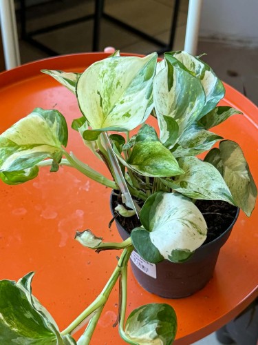 Epipremnum Manjula  Epipremnum aureum 'Manjula (3).jpg