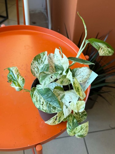 epipremnum marble variegata (7).jpg