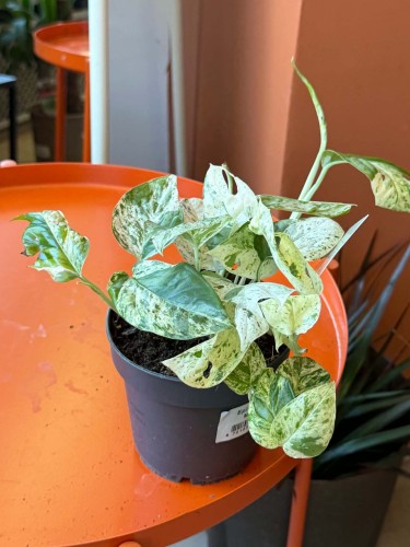 epipremnum marble variegata (8).jpg