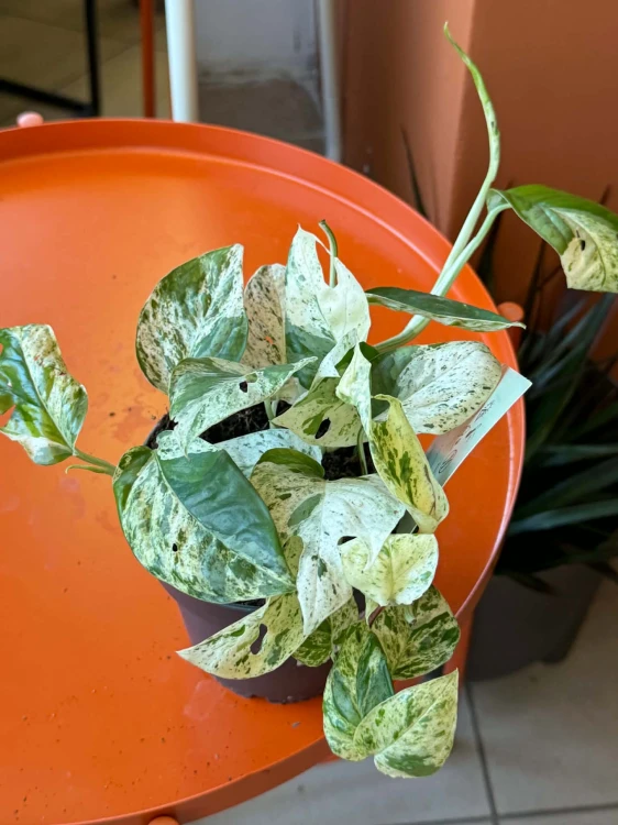 epipremnum marble variegata (6).jpg