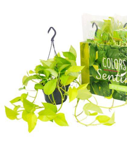 epipremnum golden pothos