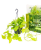 epipremnum golden pothos