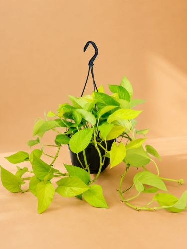 epipremnum golden pothos