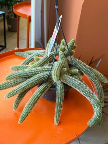 Hildewintera aureispina (Hildewintera aureispina ZŁOTY OGON małpy8).jpg