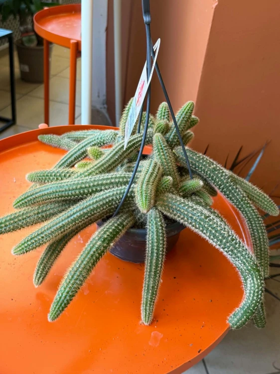 Hildewintera aureispina (Hildewintera aureispina ZŁOTY OGON małpy8).jpg