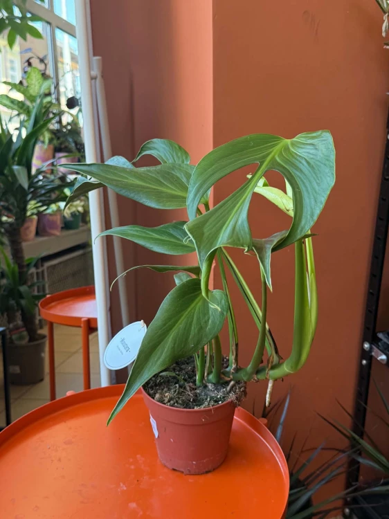 Monstera Burle Marx Flame
