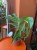 Monstera Burle Marx Flame