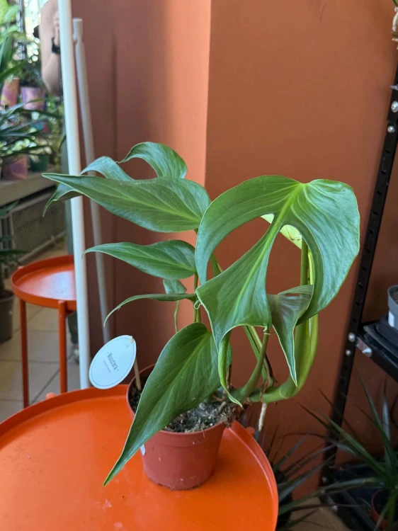 Monstera Burle Marx Flame