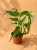 Monstera Burle Marx Flame