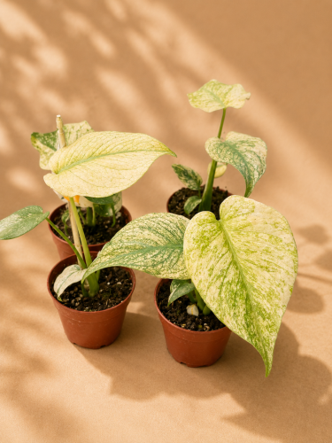 Monstera Mint / Monstera deliciosa 'Mint' D