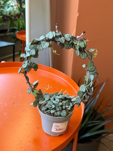ceropegia woodii SERCA na kole