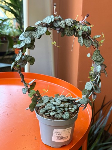 ceropegia woodii SERCA na kole