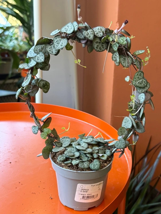 ceropegia woodii SERCA na kole