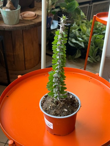 Alluaudia procera  Alluaudia Procera  (1).jpeg
